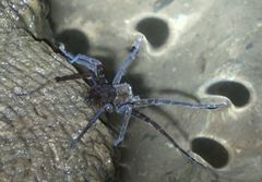 Dolomedes raptor
