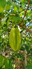 Averrhoa carambola