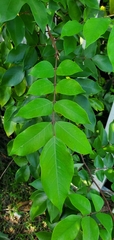 Averrhoa carambola