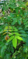 Averrhoa carambola