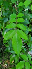 Averrhoa carambola