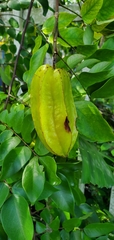 Averrhoa carambola