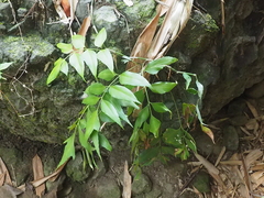 Asplenium macrophyllum