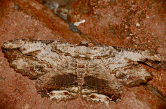 Menophra obtusata