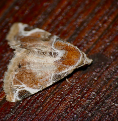 Eublemma costimacula