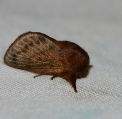 Anadiasa punctifascia