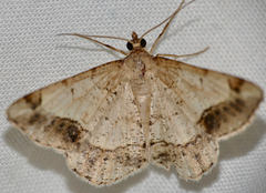 Chiasmia brongusaria