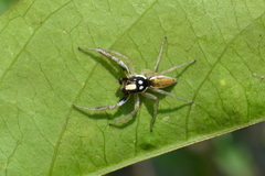 Chira spinosa