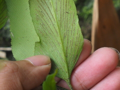 Asplenium macrophyllum