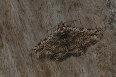 Metria mollis