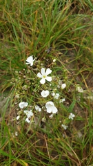 Gypsophila elegans