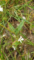 Gypsophila elegans