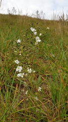 Gypsophila elegans