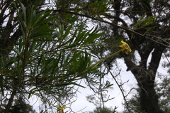 Brunfelsia densifolia