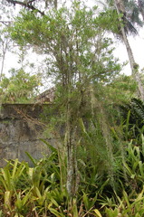 Brunfelsia densifolia