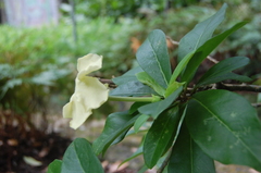 Brunfelsia nitida