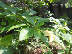 Brunfelsia nitida