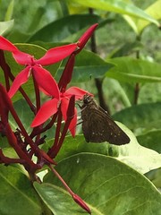 Pelopidas mathias mathias