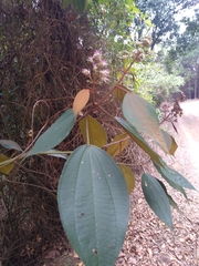 Miconia caudata