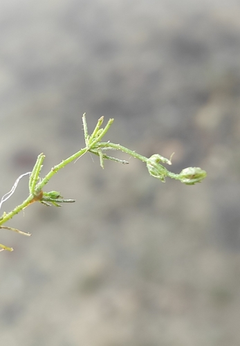 Image of Chara contraria by (c) Юлия, some rights reserved (CC BY)