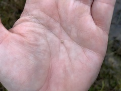 Scleria ciliata