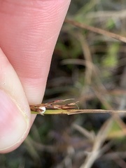 Scleria ciliata