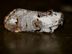 Polelassothys plumitarsus