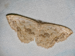 Scopula pulchellata