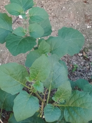 Solanum nigrum