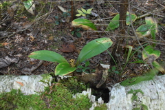Clintonia borealis