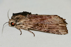 Magusa versicolora