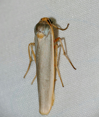 Sozusa scutellata