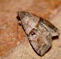 Ozarba accincta