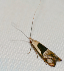 Ceromitia trigoniferella