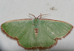 Heterorachis devocata