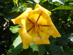 Solandra grandiflora