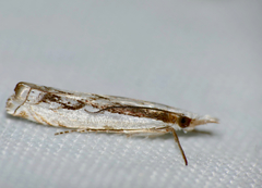 Crambus attis