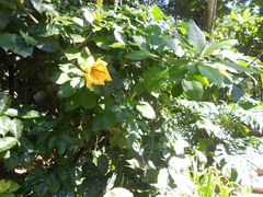 Solandra grandiflora