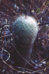Matucana haynii