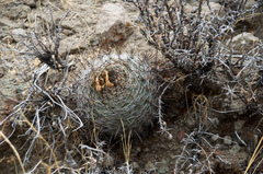 Matucana haynii