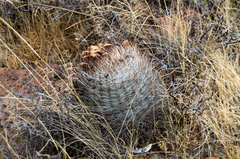 Matucana haynii