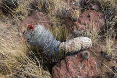 Matucana haynii