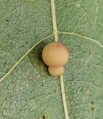 Zopheroteras