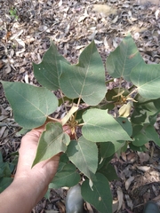 Croton gossypiifolius