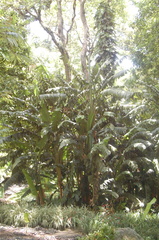 Phenakospermum guyannense