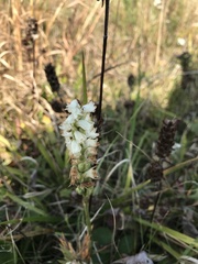 Spiranthes magnicamporum
