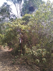 Croton gossypiifolius