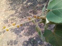 Croton gossypiifolius