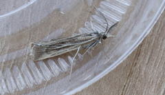 Thaumatopsis pexellus