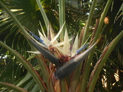 Strelitzia alba